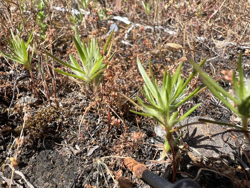 Hickman's Knotweed photo 7