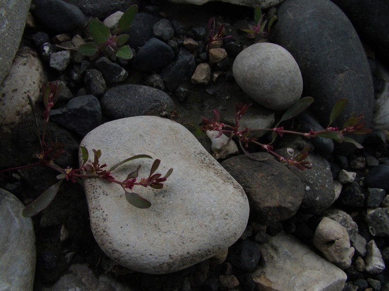 Polygonum humifusum photo 2