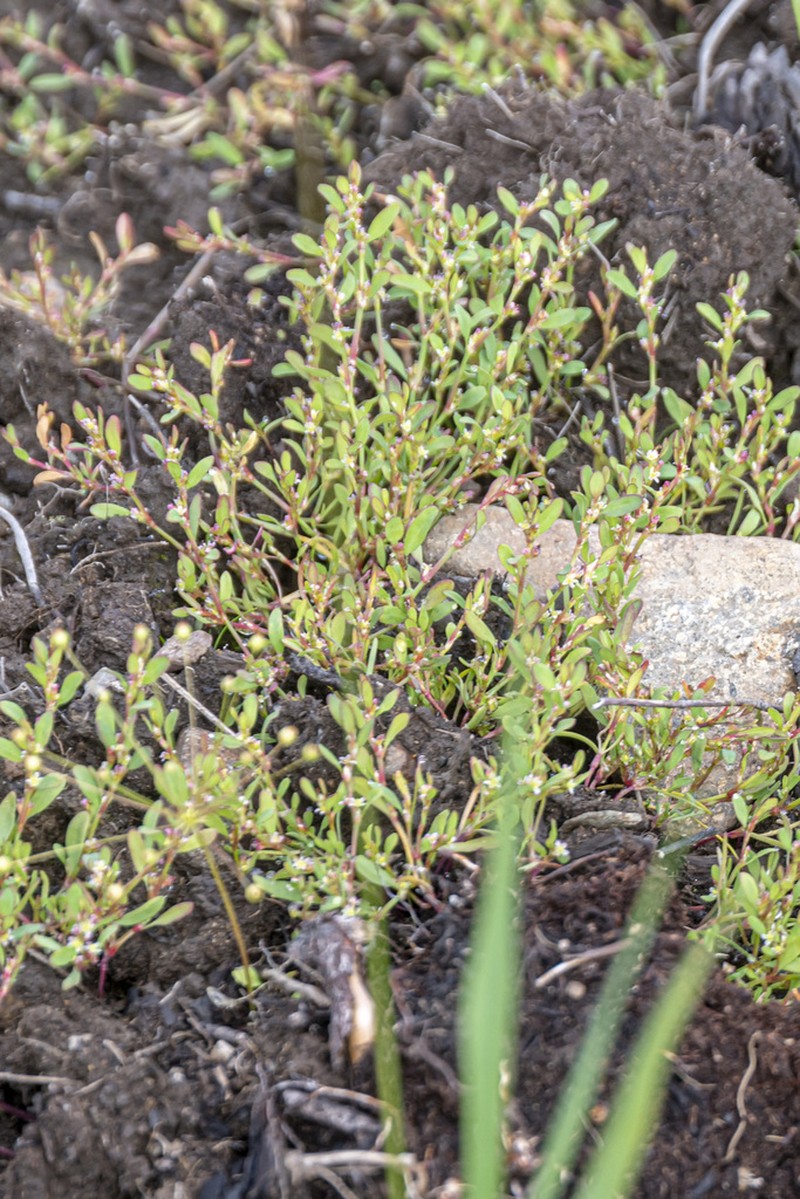 Polygonum humifusum photo 3