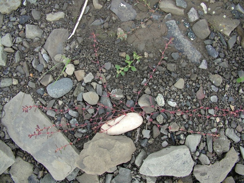 Polygonum humifusum photo 4