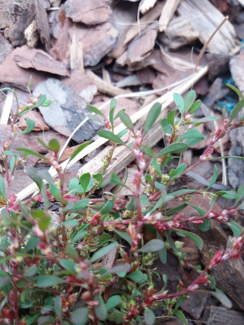 Polygonum humifusum photo 5