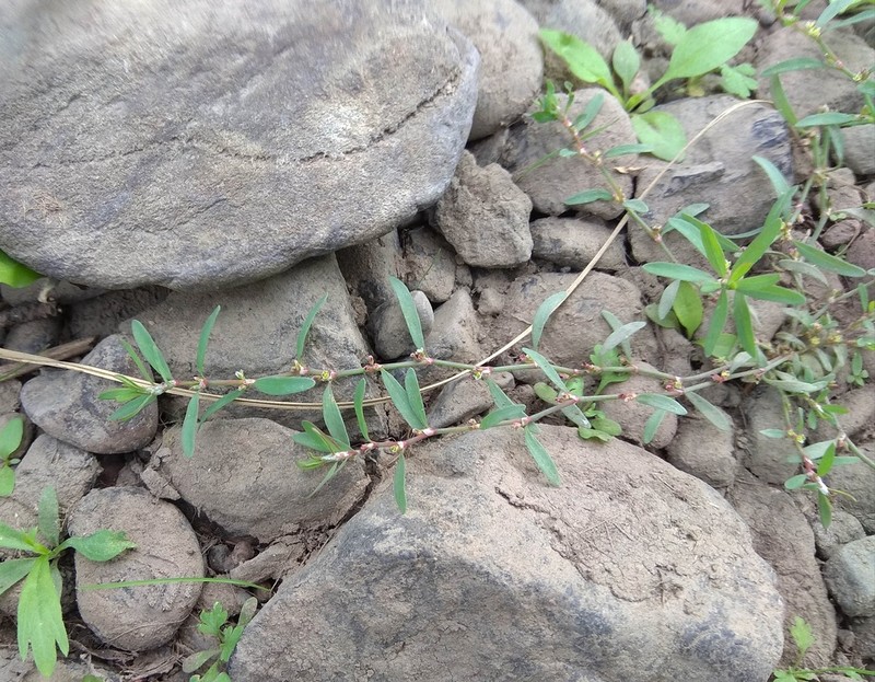 Polygonum humifusum photo 6