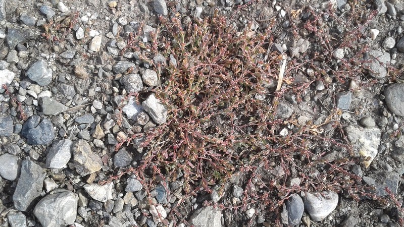 Polygonum humifusum photo 7