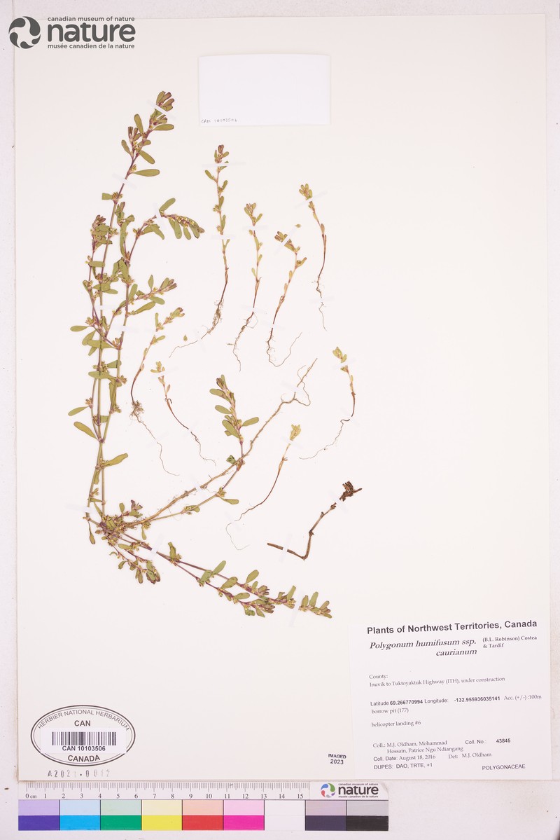 Alaska Knotweed