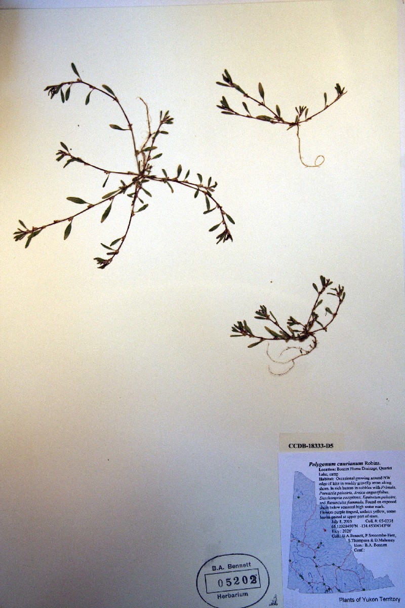 Alaska Knotweed photo 3