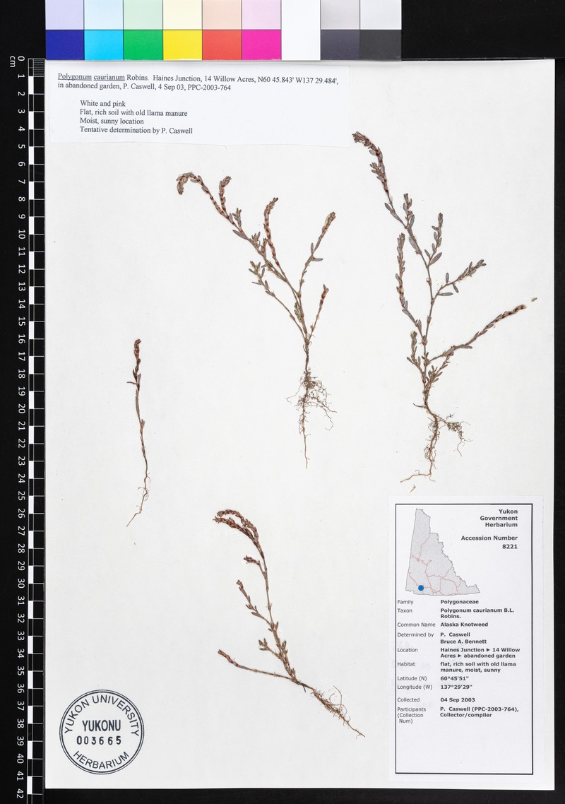 Alaska Knotweed photo 4