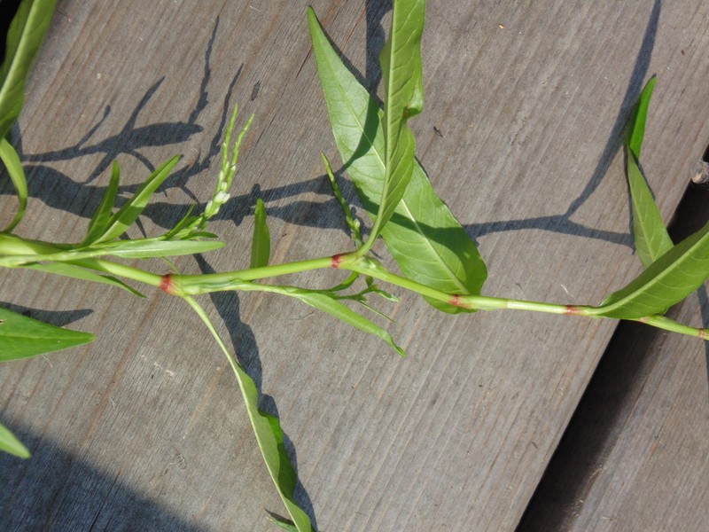 Marshpepper Knotweed photo 2