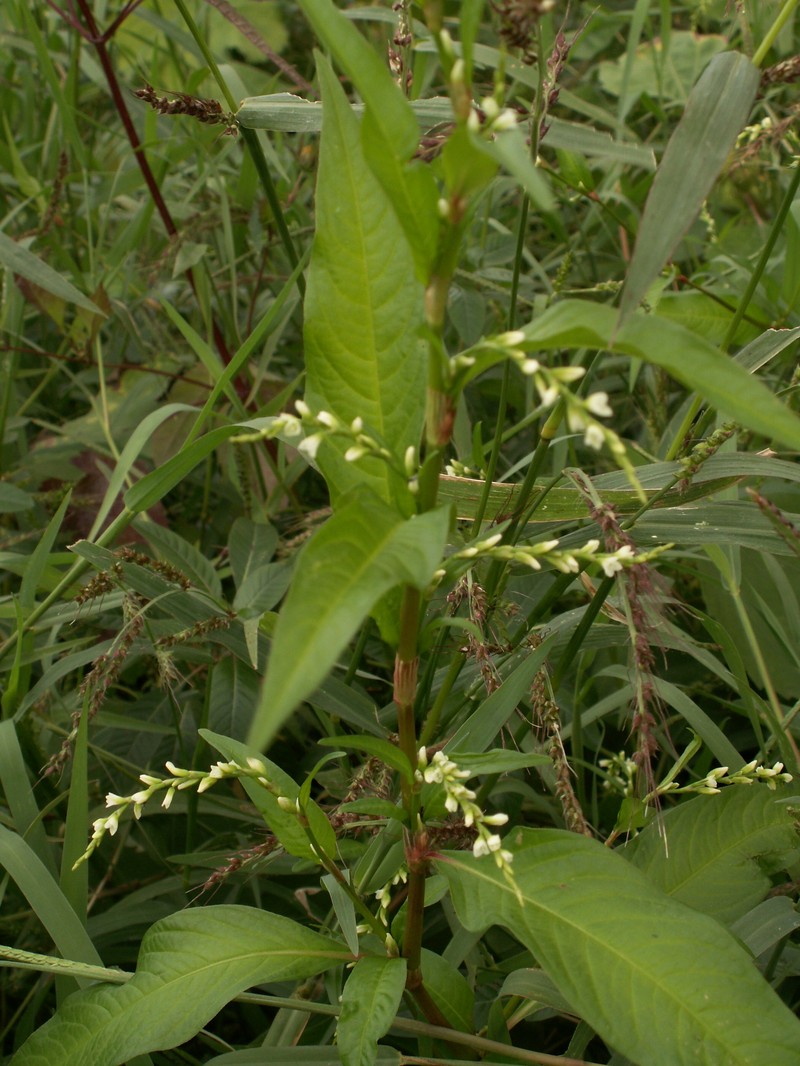 Marshpepper Knotweed photo 3