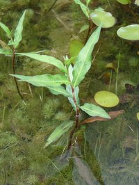 Marshpepper Knotweed