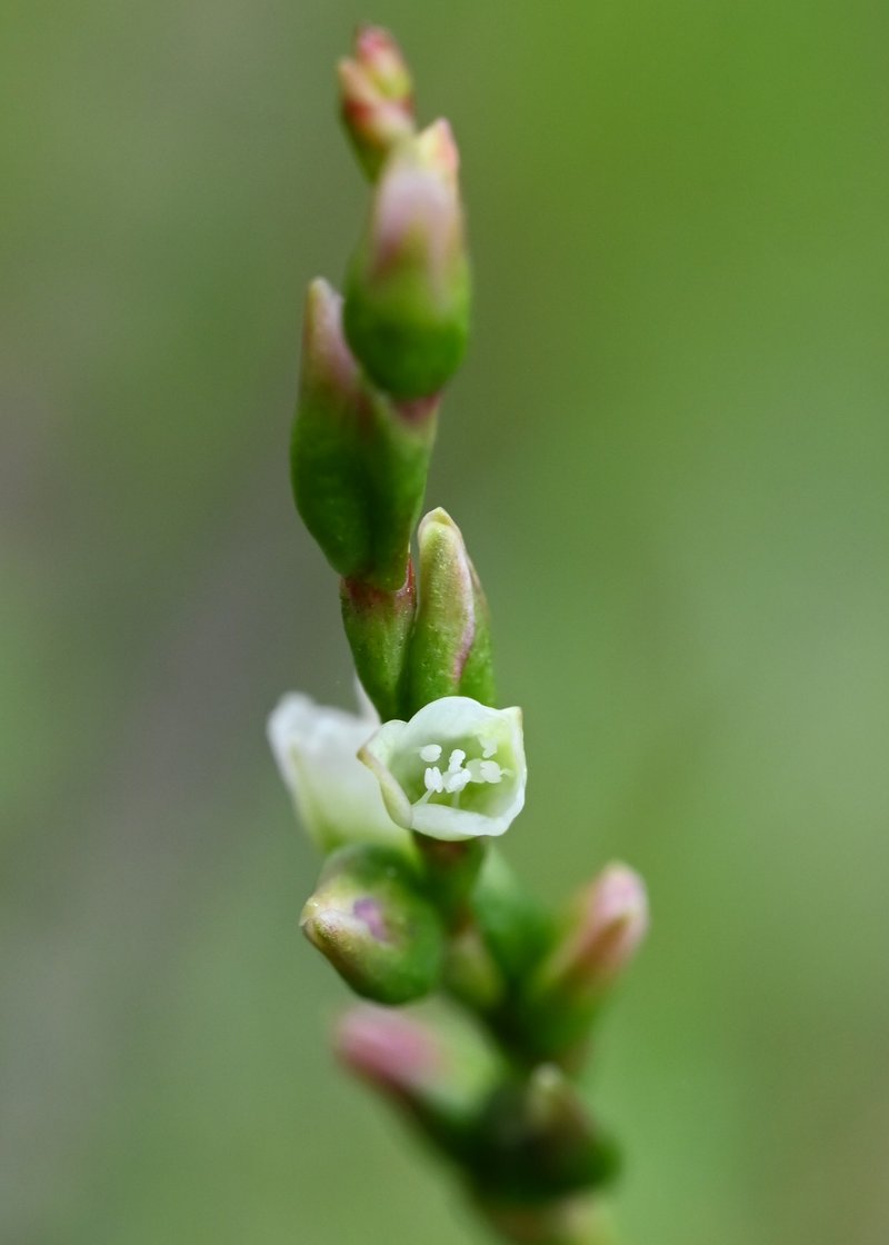 Marshpepper Knotweed photo 4