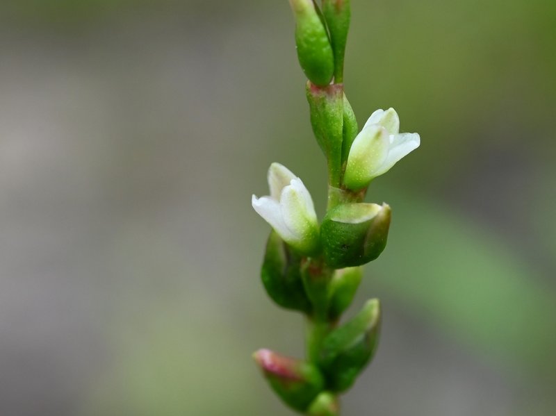 Marshpepper Knotweed photo 5