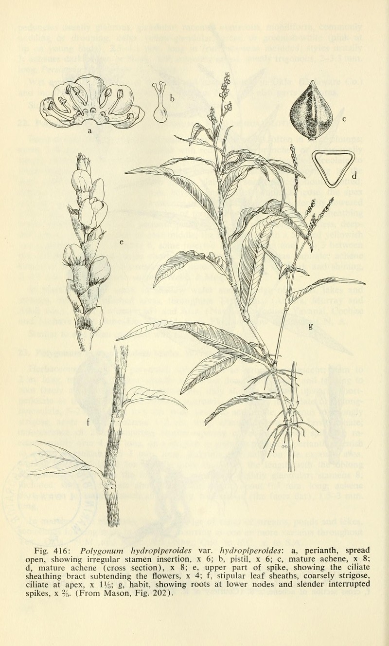 Swamp Smartweed photo 3
