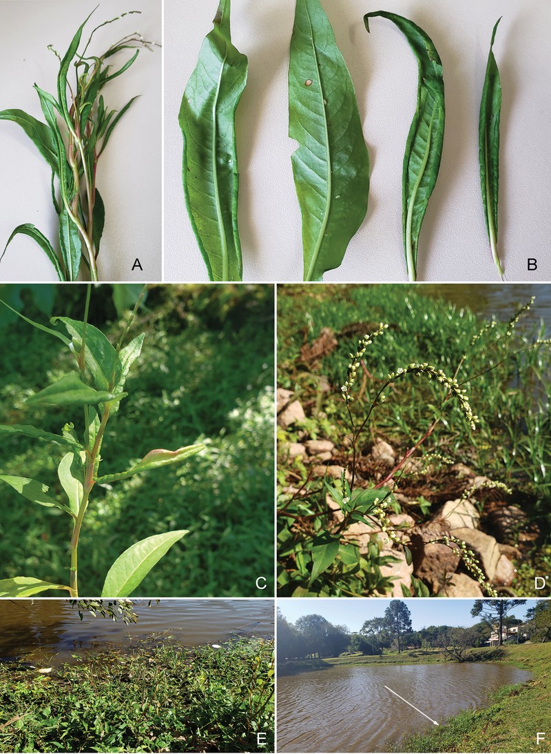Swamp Smartweed photo 5