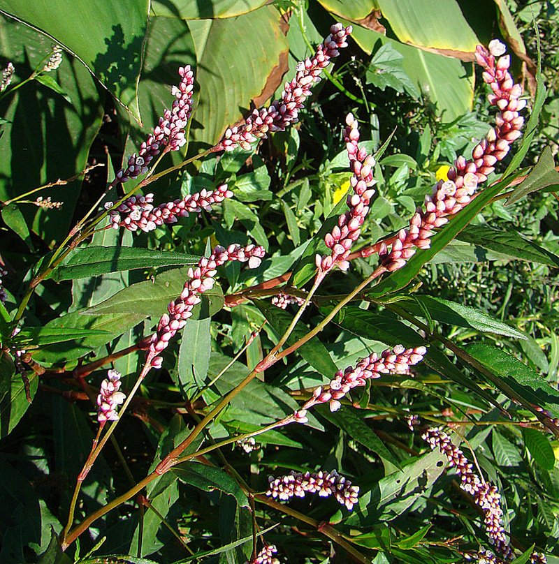Swamp Smartweed photo 6