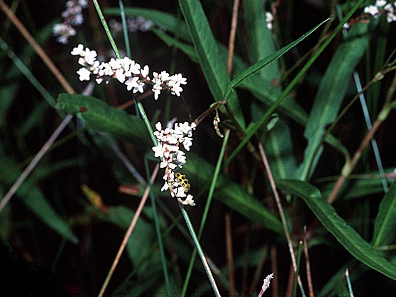 Swamp Smartweed photo 7