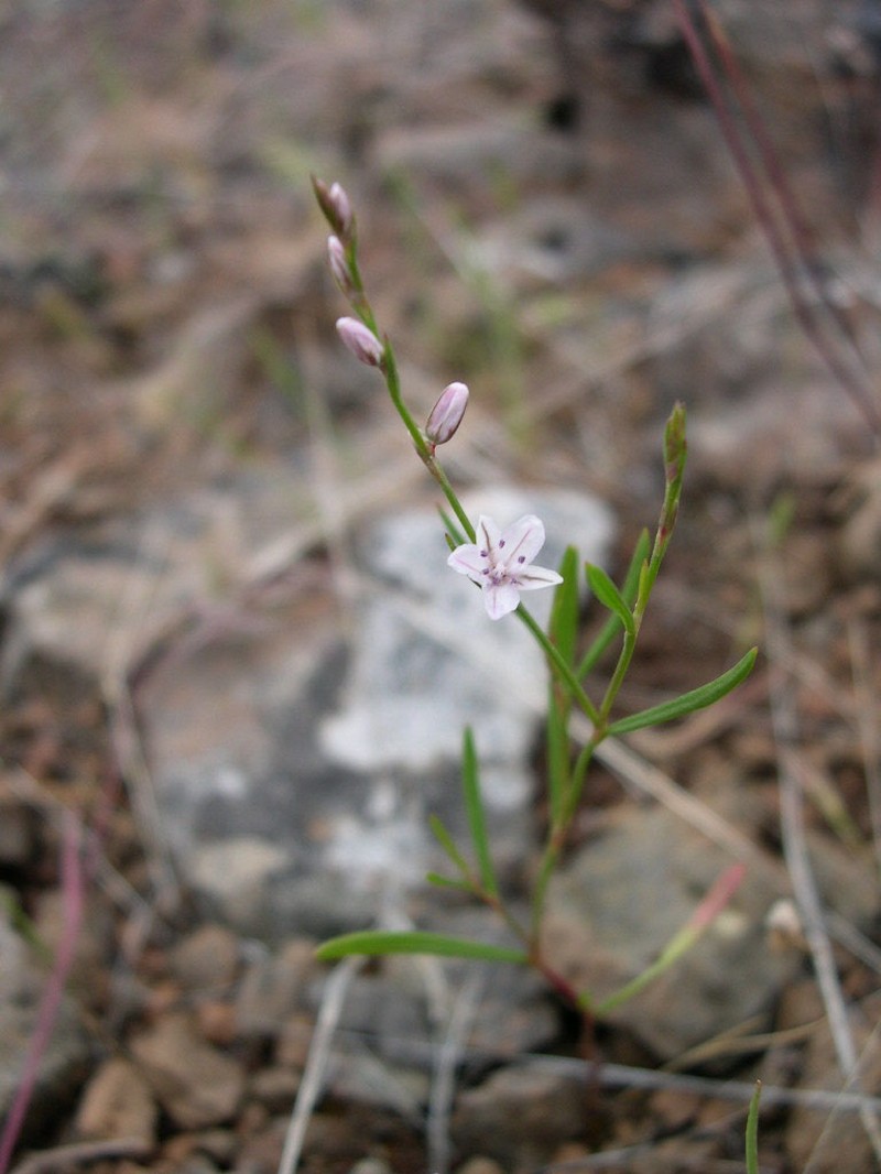 Polygonum majus