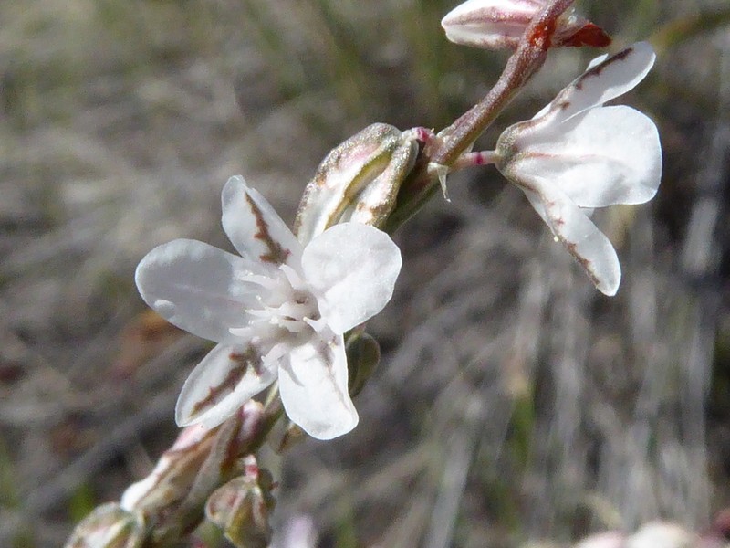 Polygonum majus photo 2