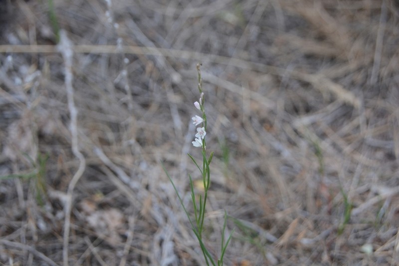 Polygonum majus photo 4