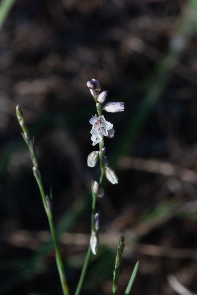 Polygonum majus photo 5