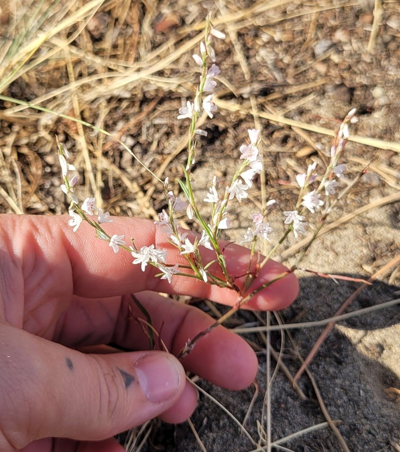 Polygonum majus photo 6