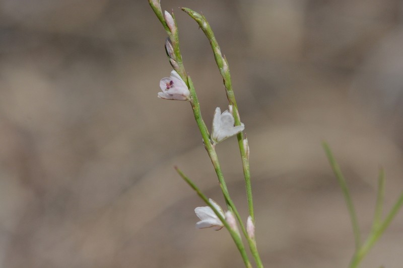 Polygonum majus photo 7