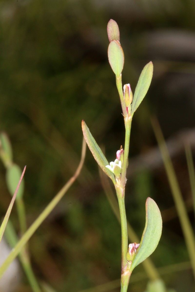 Marin Knotweed