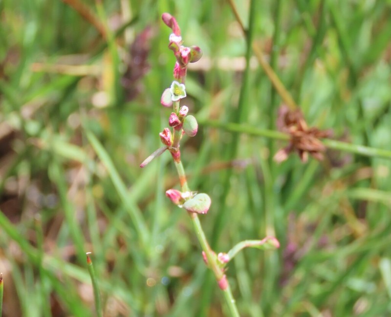 Marin Knotweed photo 3