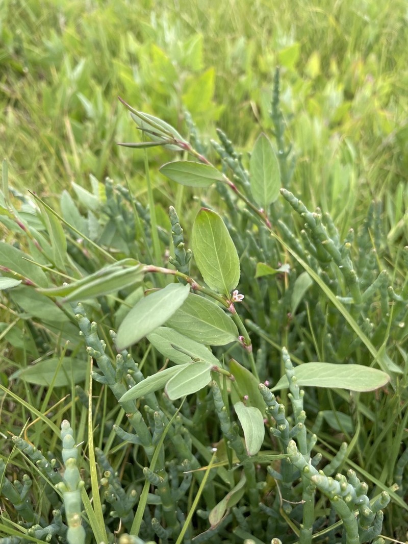 Marin Knotweed photo 4