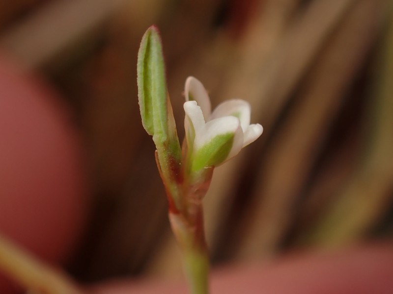 Marin Knotweed photo 7
