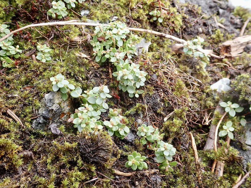 Broadleaf Knotweed photo 2
