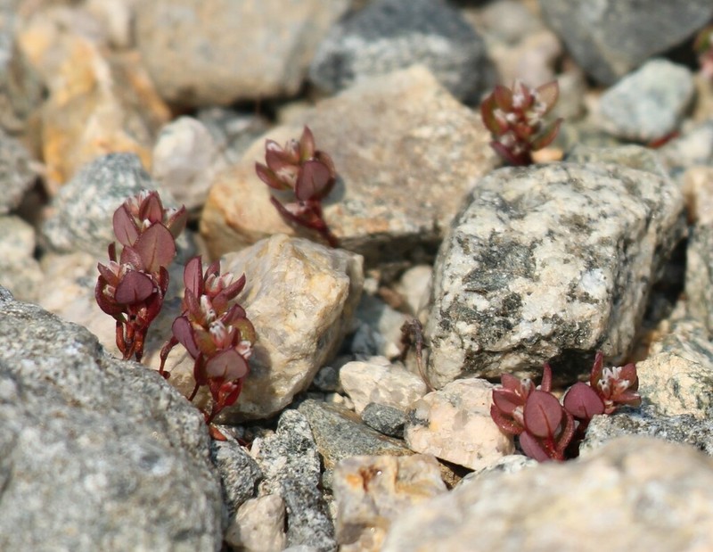 Broadleaf Knotweed photo 3