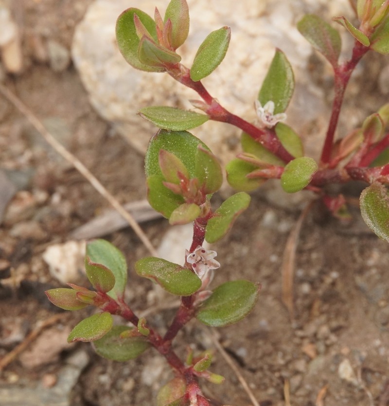 Broadleaf Knotweed photo 4