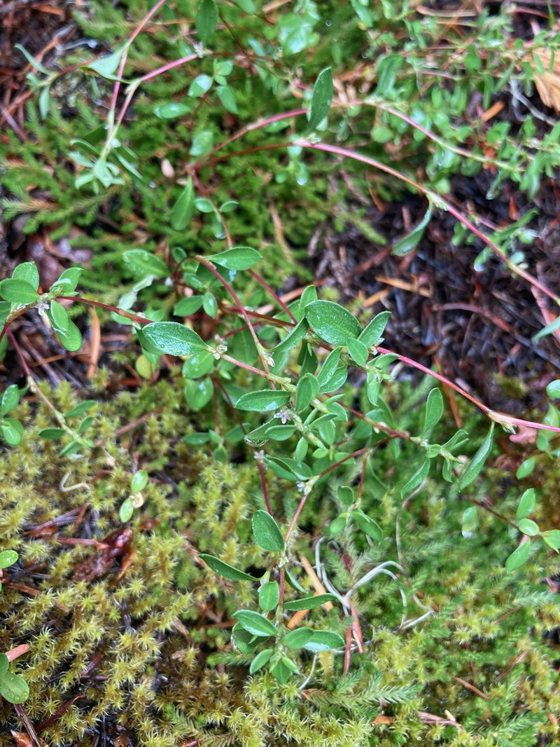 Broadleaf Knotweed photo 5