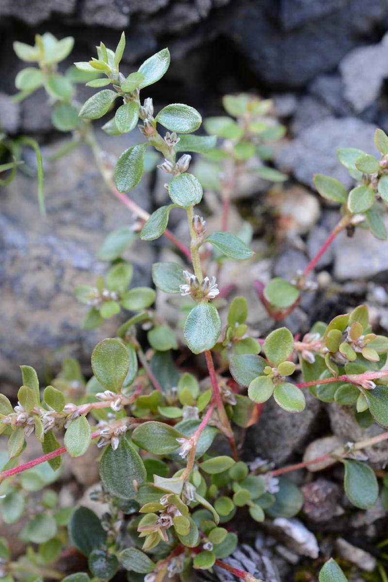 Broadleaf Knotweed photo 6