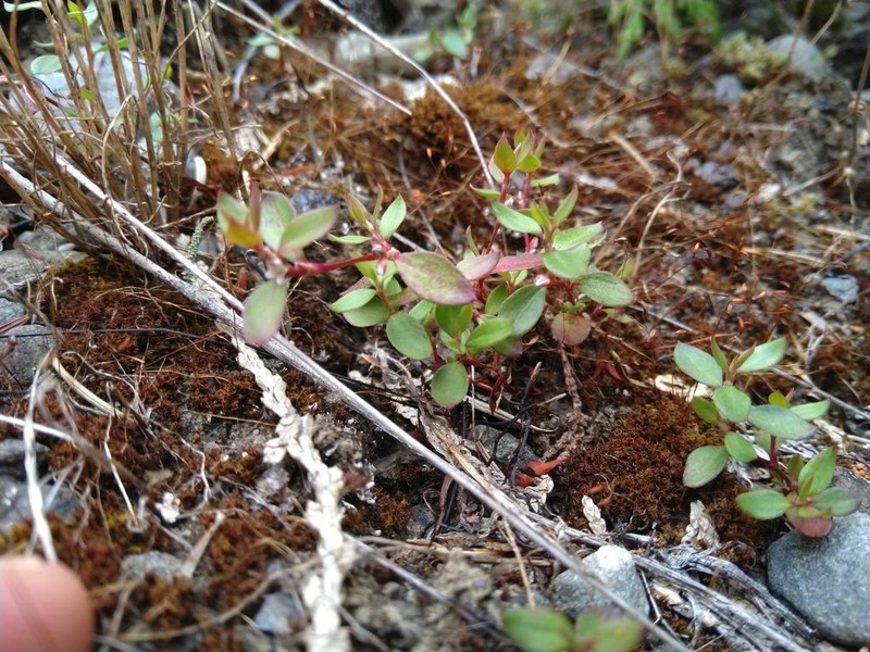 Broadleaf Knotweed photo 7