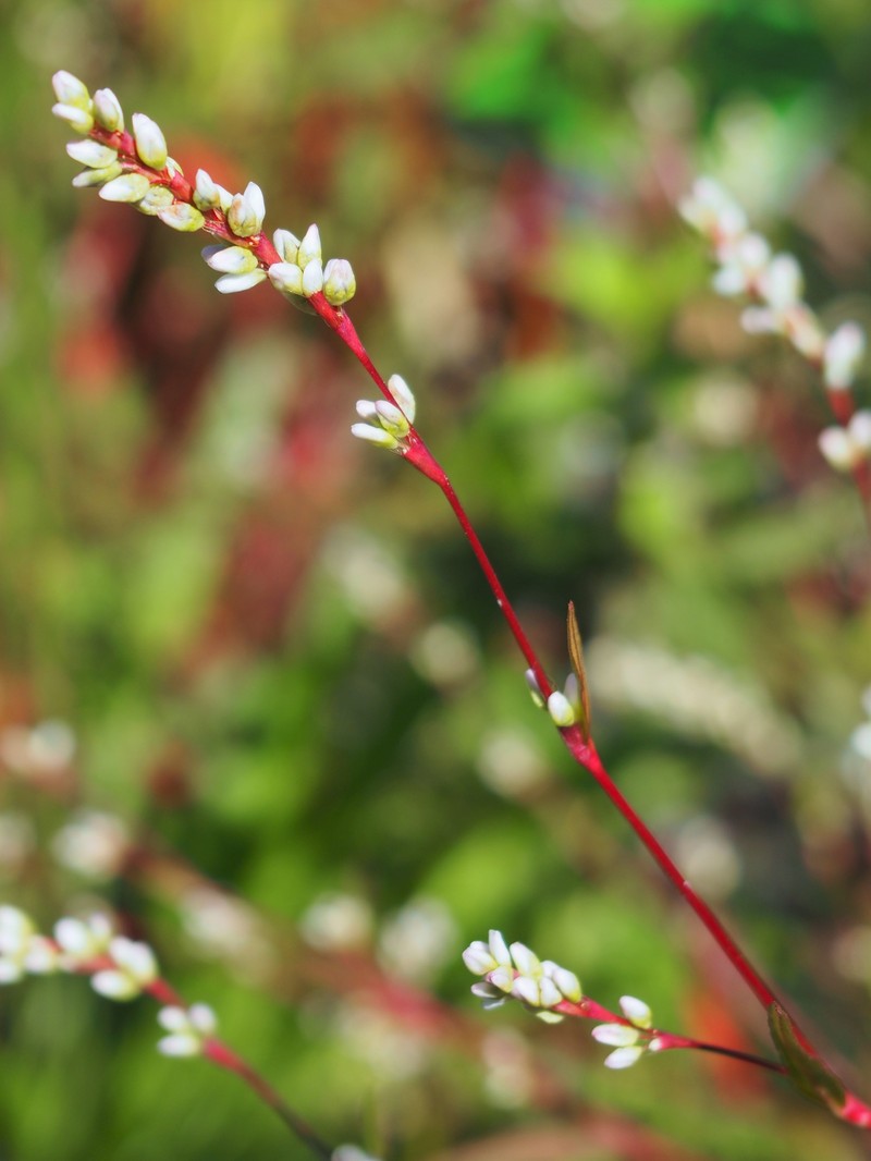 Pygmy Smartweed photo 2