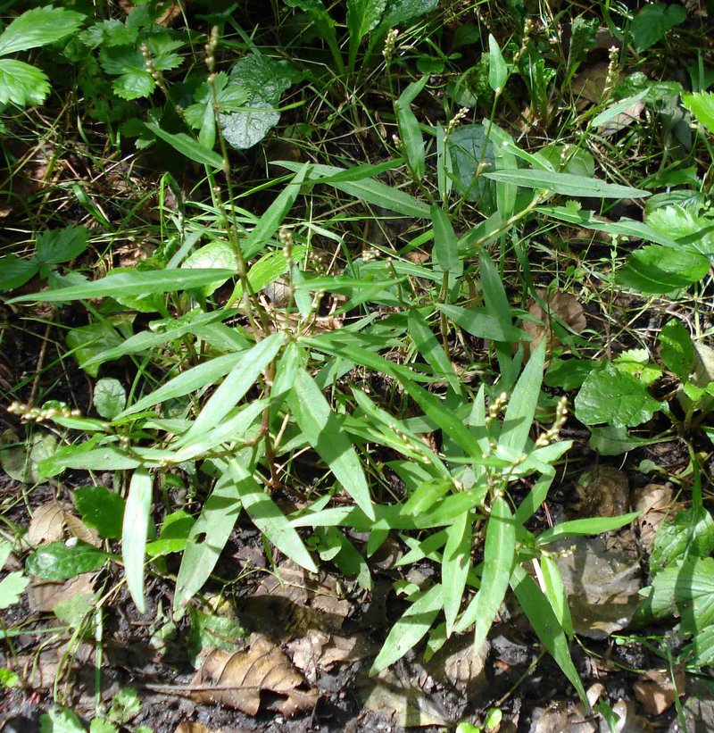 Pygmy Smartweed photo 3