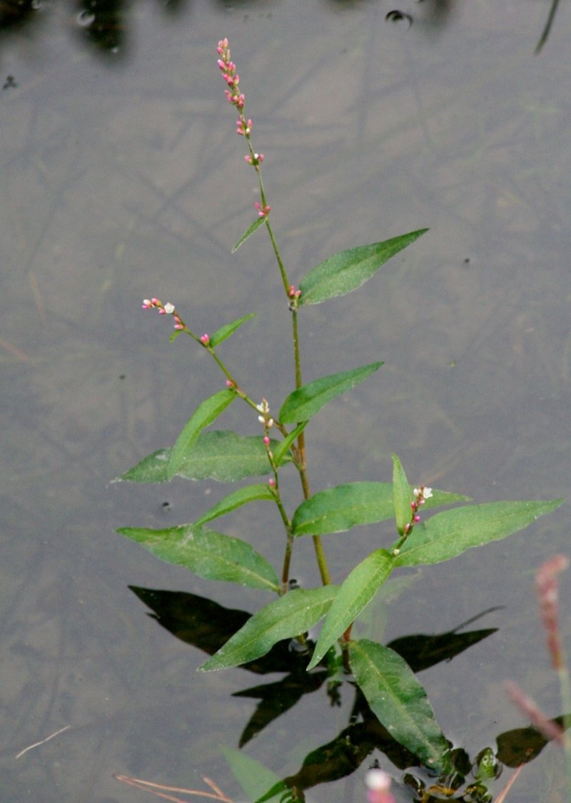 Pygmy Smartweed photo 4