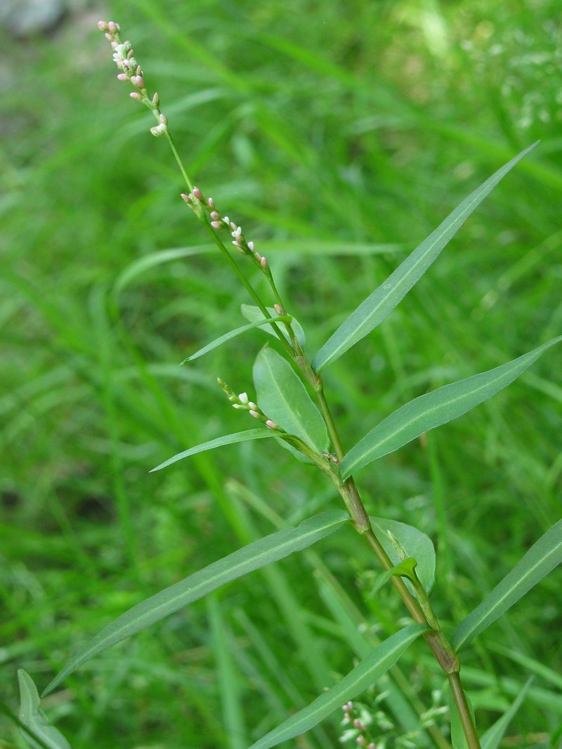 Pygmy Smartweed photo 5