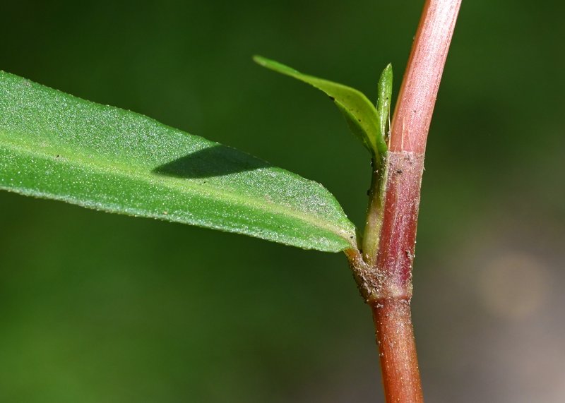 Pygmy Smartweed photo 6