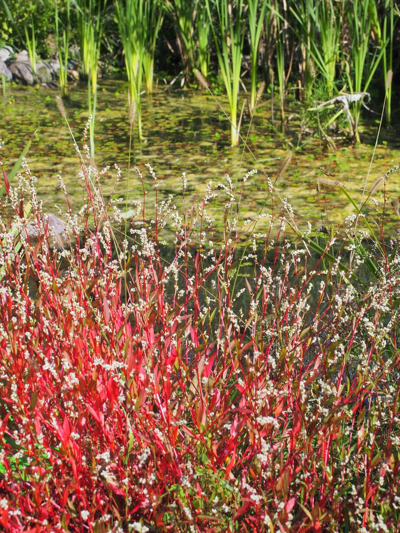 Pygmy Smartweed photo 7