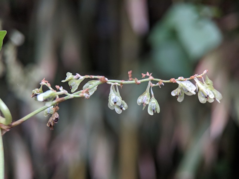 Tuber Fleeceflower photo 2