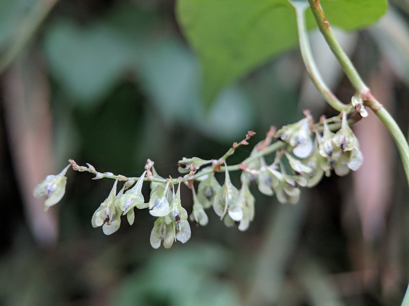 Tuber Fleeceflower photo 3