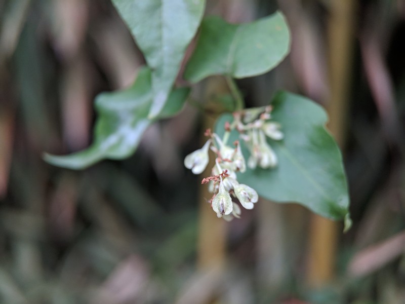 Tuber Fleeceflower photo 4