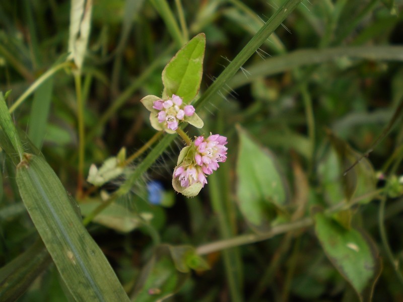 Nepalese Smartweed photo 2