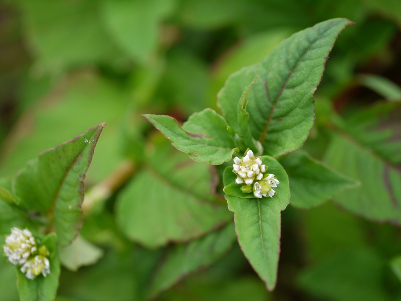 Nepalese Smartweed photo 3