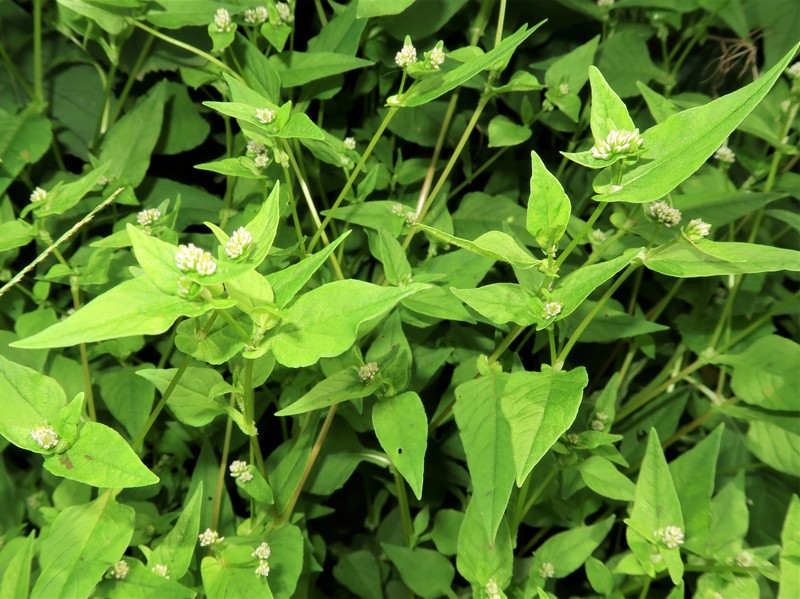 Nepalese Smartweed photo 4
