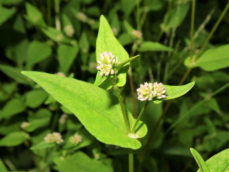 Nepalese Smartweed photo 5