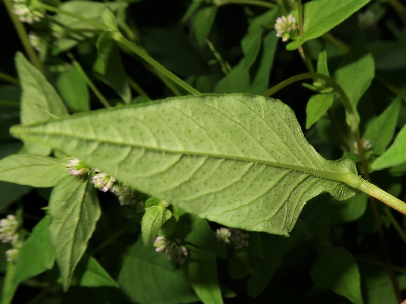 Nepalese Smartweed photo 6