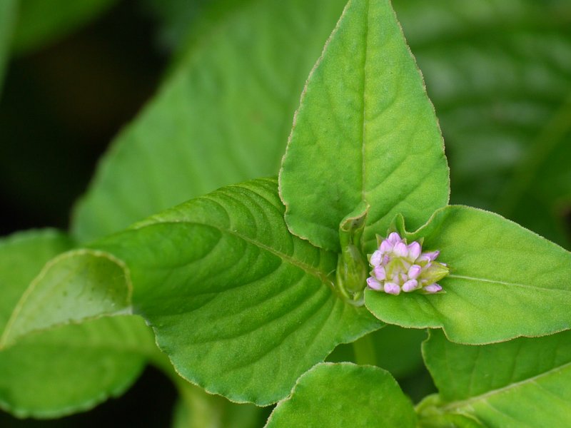 Nepalese Smartweed photo 7